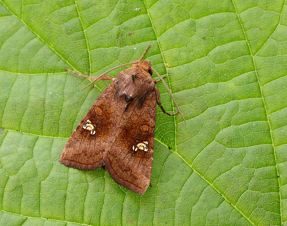 73.1281 BF2360x Ear Moth agg Amphipoea oculea agg.