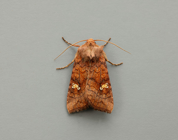 73.1281 BF2360x Ear Moth agg Amphipoea oculea agg.
