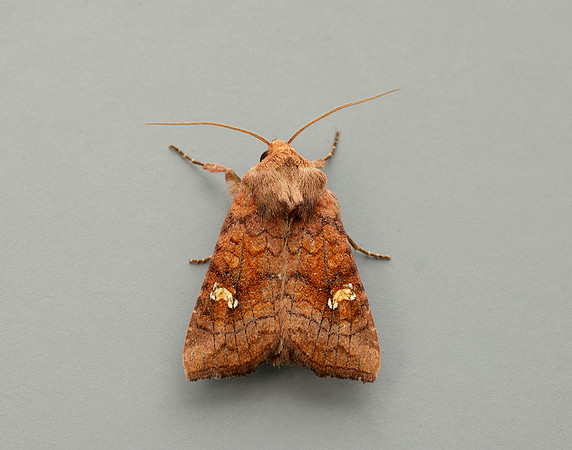 73.1281 BF2360x Ear Moth agg Amphipoea oculea agg.