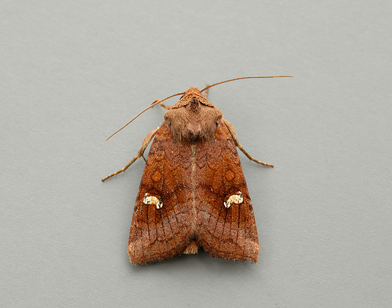 73.1281 BF2360x Ear Moth agg Amphipoea oculea agg.