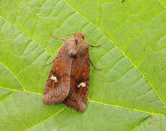 73.1281 BF2360x Ear Moth agg Amphipoea oculea agg.