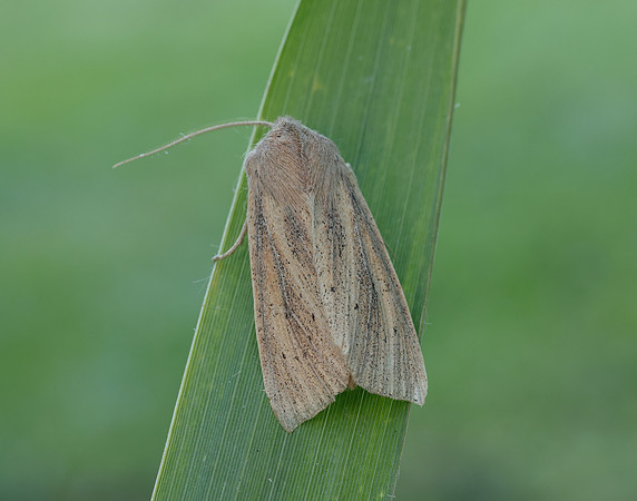 73.134 BF2375 Large Wainscot Rhizedra lutosa