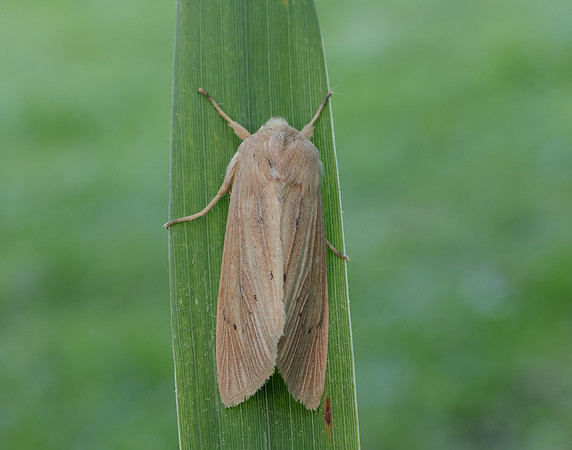 73.134 BF2375 Large Wainscot Rhizedra lutosa