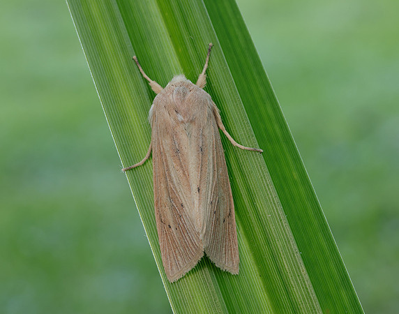 73.134 BF2375 Large Wainscot Rhizedra lutosa