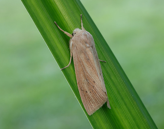 73.134 BF2375 Large Wainscot Rhizedra lutosa
