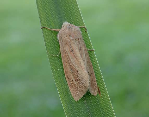 73.134 BF2375 Large Wainscot Rhizedra lutosa