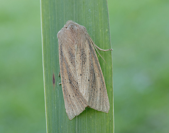 73.134 BF2375 Large Wainscot Rhizedra lutosa