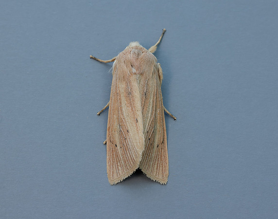 73.134 BF2375 Large Wainscot Rhizedra lutosa