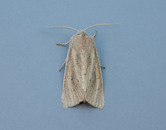 73.134 BF2375 Large Wainscot Rhizedra lutosa