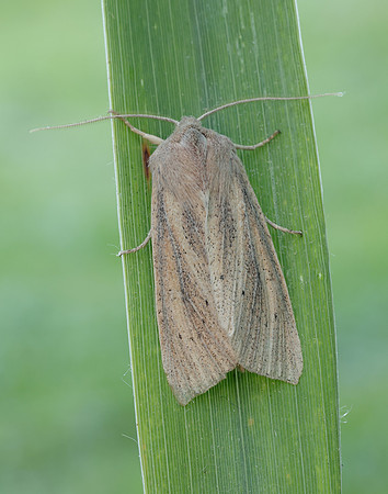 73.134 BF2375 Large Wainscot Rhizedra lutosa