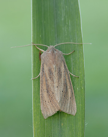 73.134 BF2375 Large Wainscot Rhizedra lutosa