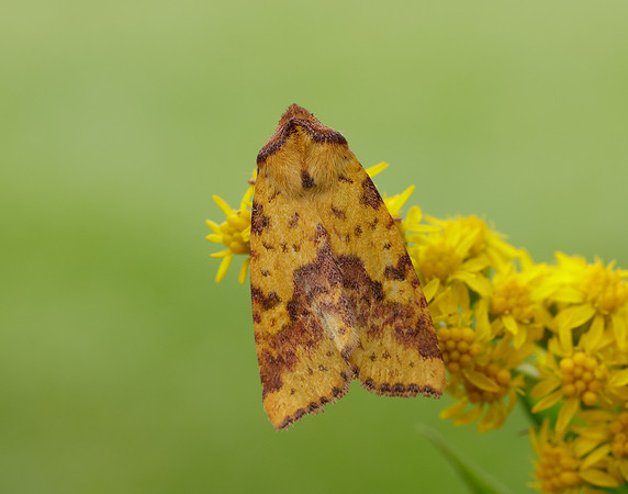 73.181 BF2273 Pink-barred Sallow Xanthia togata