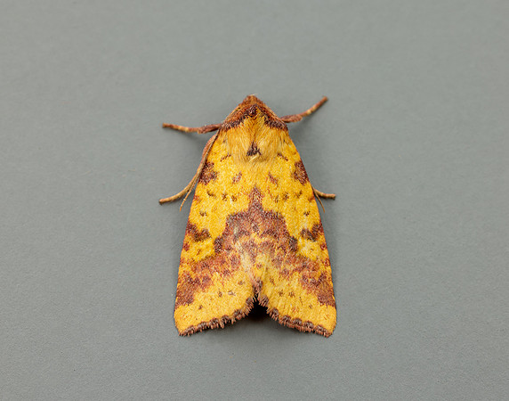 73.181 BF2273 Pink-barred Sallow Xanthia togata