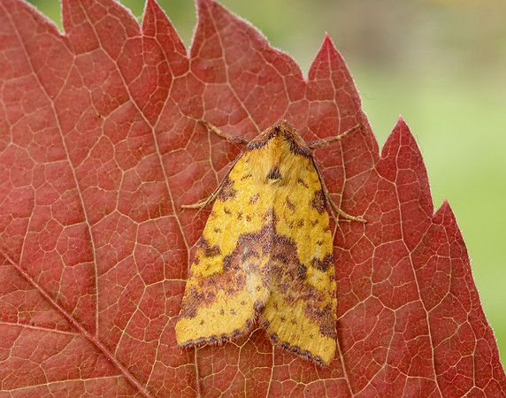 73.181 BF2273 Pink-barred Sallow Xanthia togata