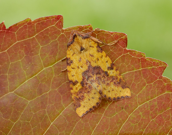 73.181 BF2273 Pink-barred Sallow Xanthia togata