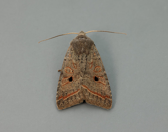 73.189 BF2263 Red-line Quaker Agrochola lota