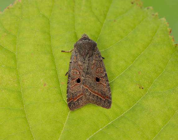 73.189 BF2263 Red-line Quaker Agrochola lota