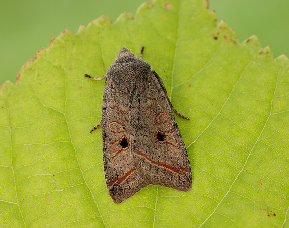 73.189 BF2263 Red-line Quaker Agrochola lota