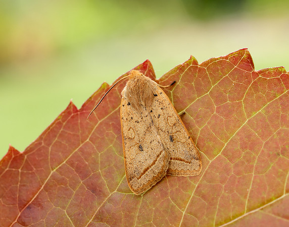 73.190 BF2264 Yellow-line Quaker Agrochola macilenta