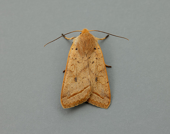 73.190 BF2264 Yellow-line Quaker Agrochola macilenta