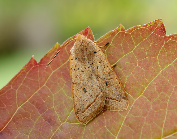 73.190 BF2264 Yellow-line Quaker Agrochola macilenta