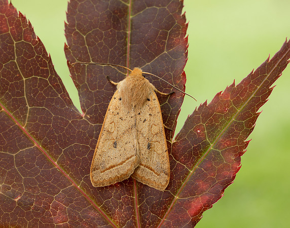 73.190 BF2264 Yellow-line Quaker Agrochola macilenta