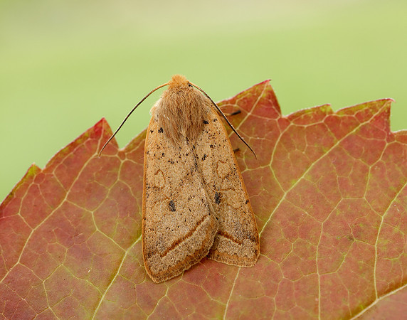 73.190 BF2264 Yellow-line Quaker Agrochola macilenta