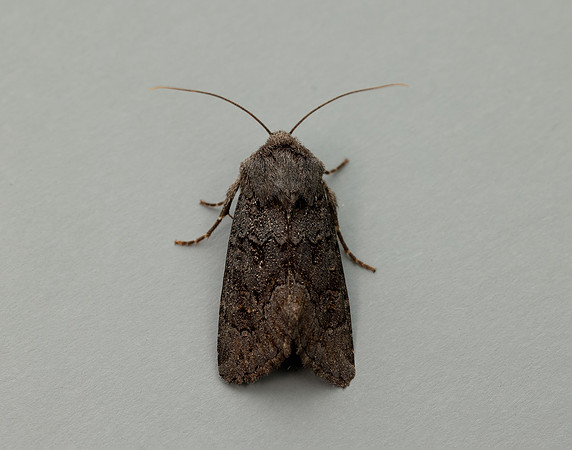 73.233 BF2232 Black Rustic Aporophyla nigra