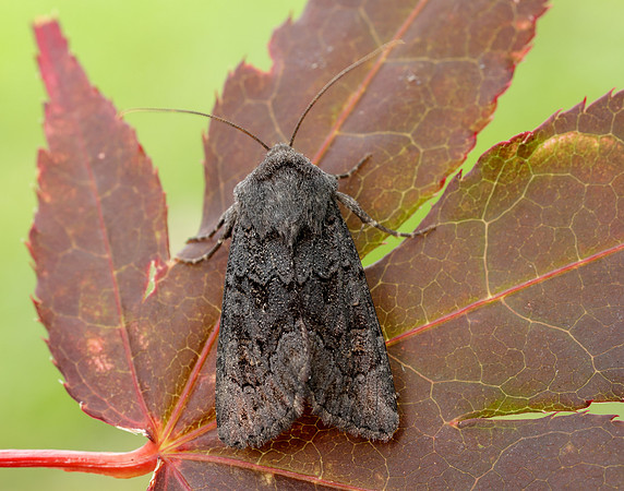 73.233 BF2232 Black Rustic Aporophyla nigra