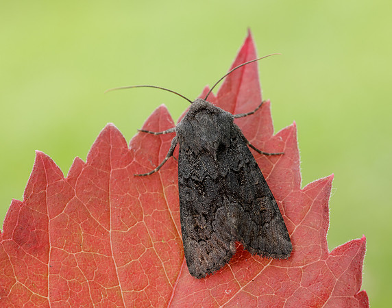 73.233 BF2232 Black Rustic Aporophyla nigra