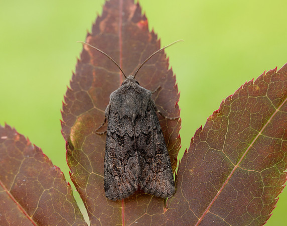 73.233 BF2232 Black Rustic Aporophyla nigra