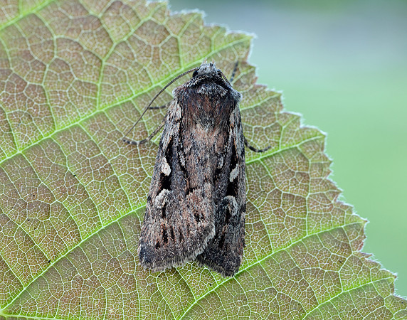 73.356 BF2135 Heath Rustic Xestia agathina