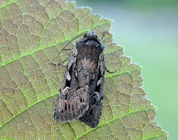 73.356 BF2135 Heath Rustic Xestia agathina