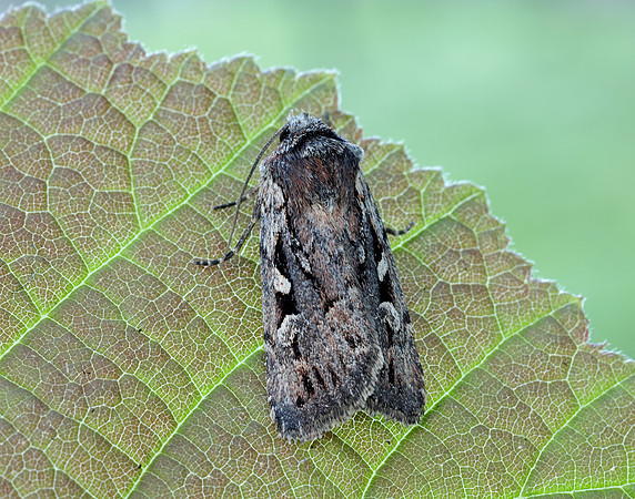 73.356 BF2135 Heath Rustic Xestia agathina