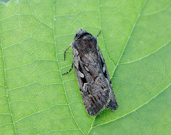 73.356 BF2135 Heath Rustic Xestia agathina
