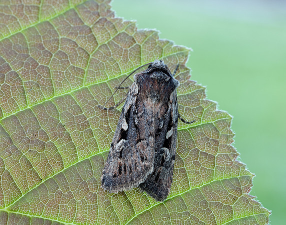 73.356 BF2135 Heath Rustic Xestia agathina