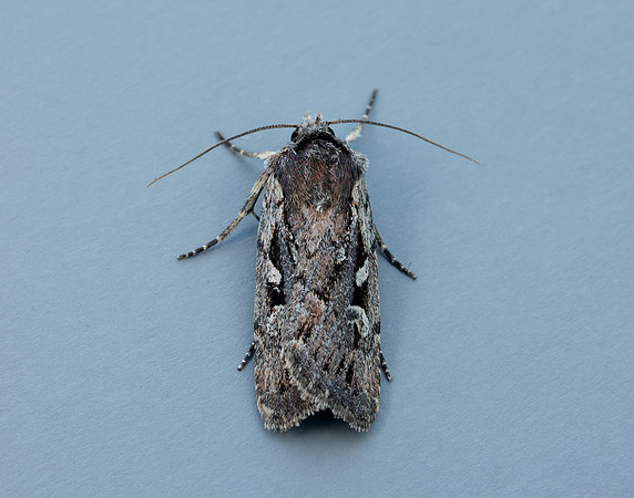 73.356 BF2135 Heath Rustic Xestia agathina