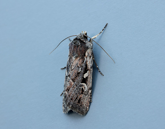 73.356 BF2135 Heath Rustic Xestia agathina