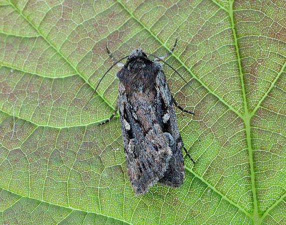 73.356 BF2135 Heath Rustic Xestia agathina