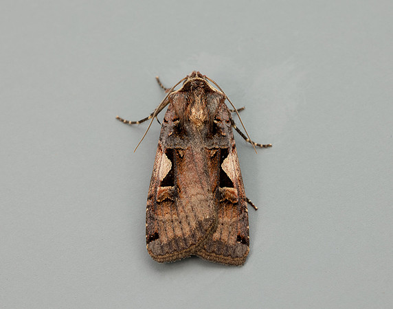 73.359 BF2126 Setaceous Hebrew Character Xestia c-nigrum