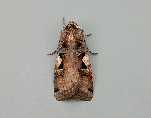 73.359 BF2126 Setaceous Hebrew Character Xestia c-nigrum
