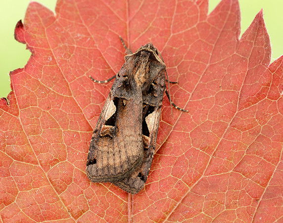 73.359 BF2126 Setaceous Hebrew Character Xestia c-nigrum