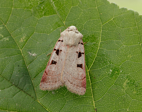 73.365 BF2117 Autumnal Rustic Eugnorisma glareosa