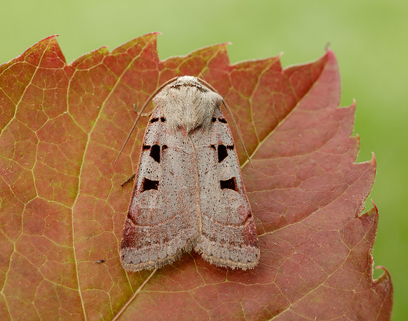 73.365 BF2117 Autumnal Rustic Eugnorisma glareosa