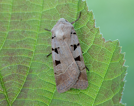 73.365 BF2117 Autumnal Rustic Eugnorisma glareosa