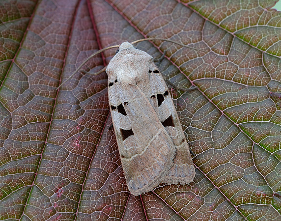 73.365 BF2117 Autumnal Rustic Eugnorisma glareosa