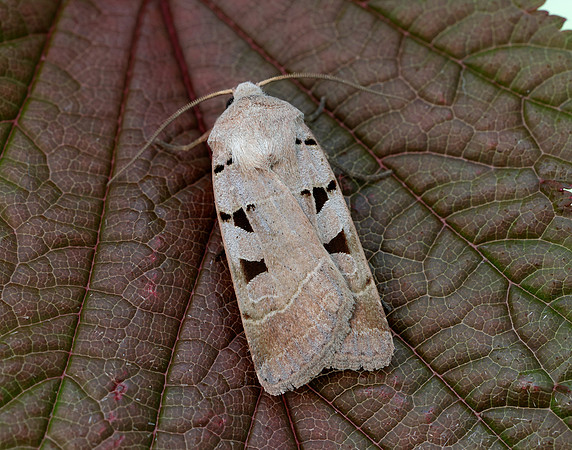 73.365 BF2117 Autumnal Rustic Eugnorisma glareosa