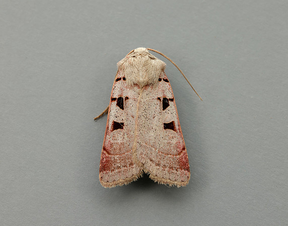 73.365 BF2117 Autumnal Rustic Eugnorisma glareosa