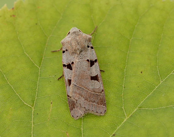 73.365 BF2117 Autumnal Rustic Eugnorisma glareosa