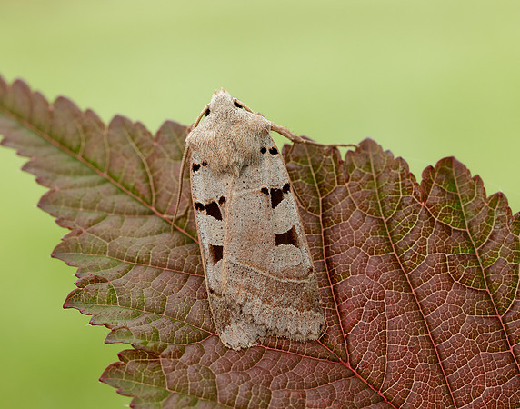 73.365 BF2117 Autumnal Rustic Eugnorisma glareosa